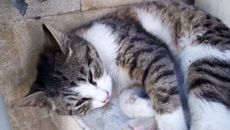 homeless cat sleeps on the street in the summer