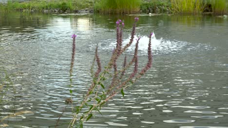 a small lake from which the source beats. view from behind the bushes