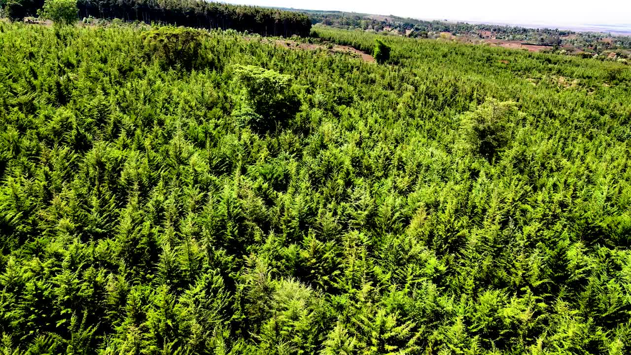 дронный вид - африканский лес - африканский кустарник