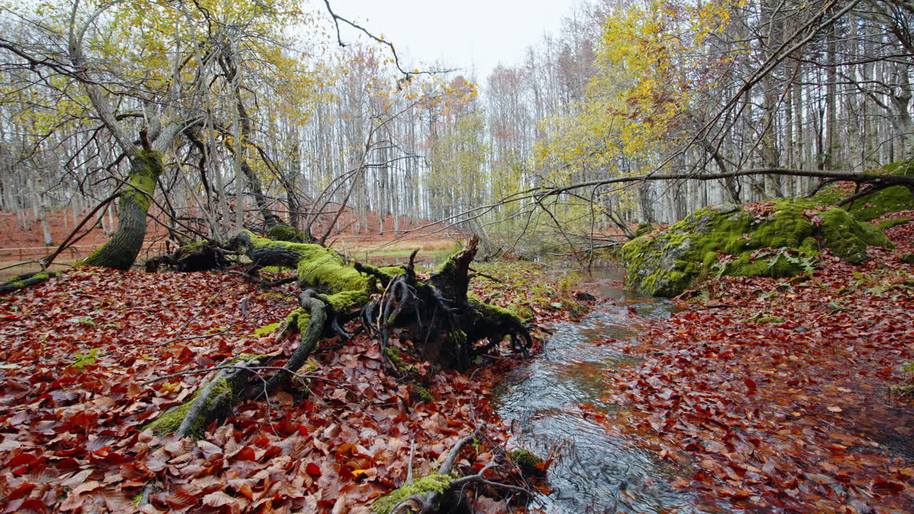 Autumn forest with stream and fallen leaves under a cloudy sky
