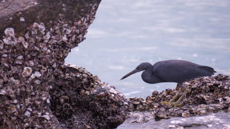 pacific reef heron bird hunting for fish standing in striking position on a rocky beach shallow sea waters tide pool - slow motion