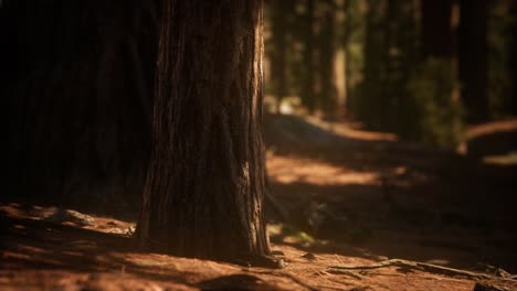 early morning sunlight in the sequoias of mariposa grove