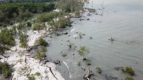 fly over mangrove tree, white sand and sea at tanjung piandang, perak.