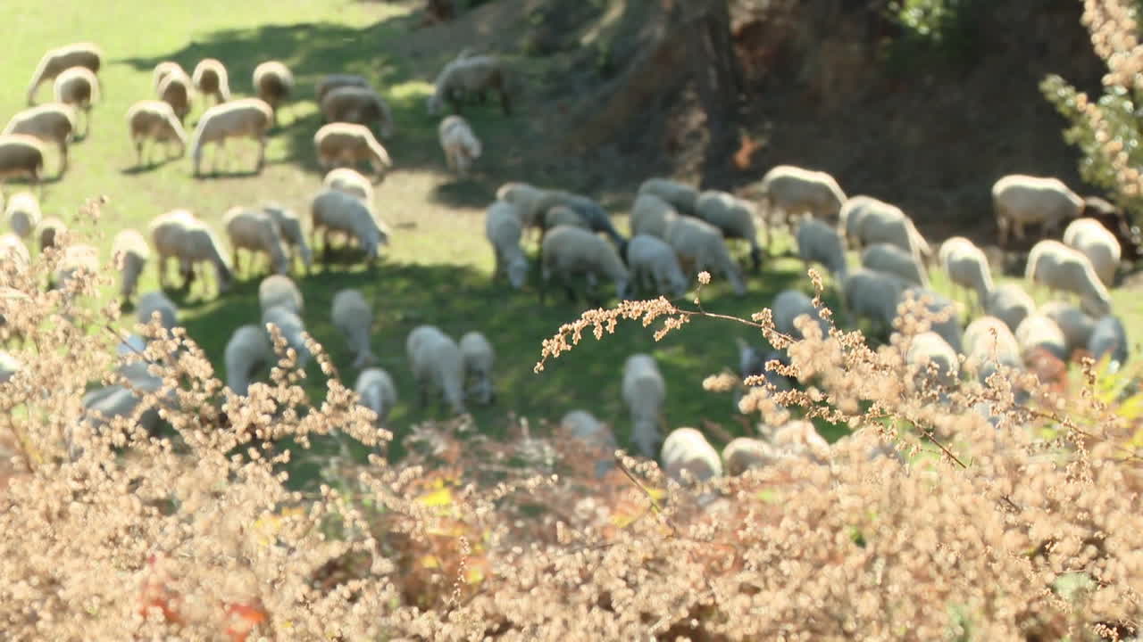 양 분야에서 방목