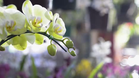 hermosas orquídeas ornamentales flores y brotes en el jardín interior