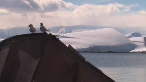 Terns-on-old-shipwreck-in-antarctic