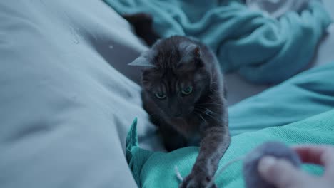 Black-cat-playing-with-a-thread-on-a-blue-sofa-with-dilated-pupils