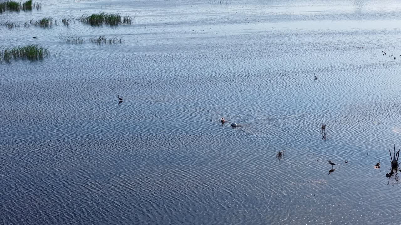 Aerial view of a flock of ducks and pelicans swimming and foraging across a calm blue lake surface