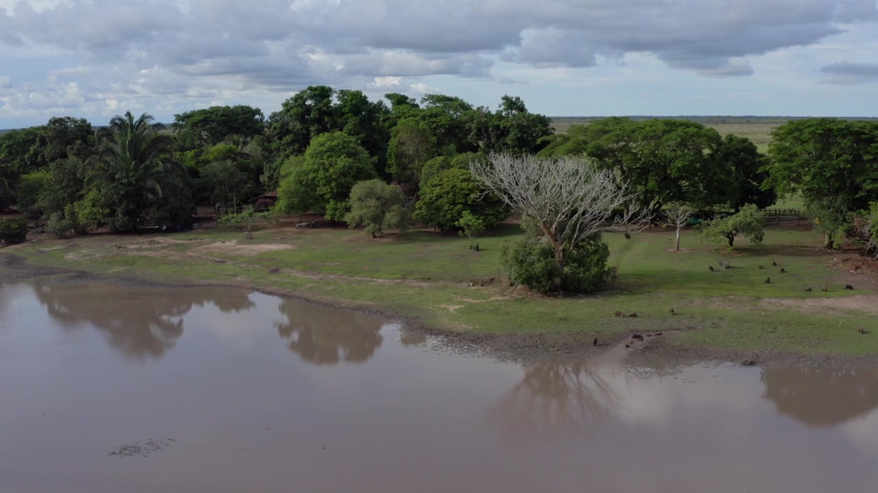 Aerial footage of a herd of capybaras grazing on lush green grass near a muddy riverbank in Colombia’s Llanos Orientales under dramatic cloudy skies.