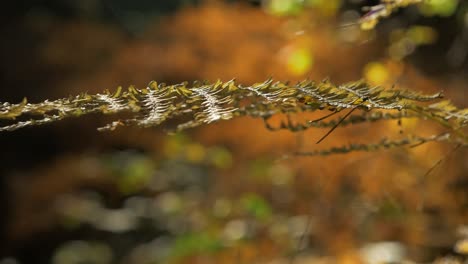 Vergilbte,-Trockene-Farnblätter,-Die-Im-Wind-Schwanken,-Kiefernwald-Im-Herbst,-Natürliches-Herbstkonzept,-Geringe-Schärfentiefe,-Mystischer-Waldhintergrund,-Handgehaltene-Nahaufnahme