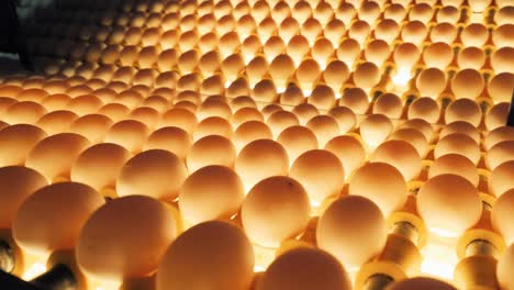 sorting and screening of eggs on a production line