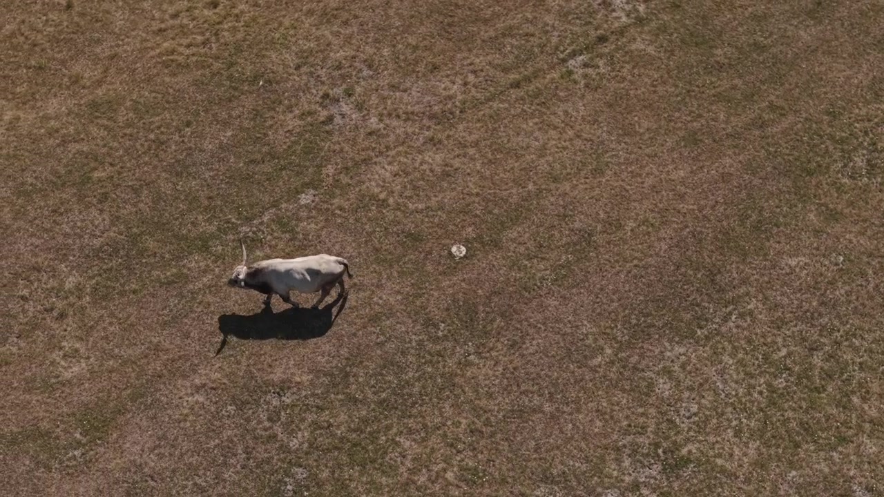 Dronebilde ovenfra av en enslig hvit ku som beiter på tørt gressland, med rikelig med kopiplass