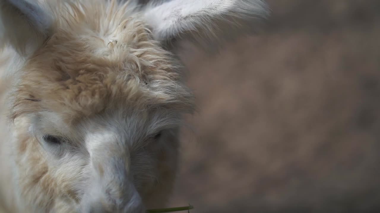 una llama comiendo pacíficamente en un entorno natural, capturando la belleza serena y pintoresca de la vida silvestre en su hábitat