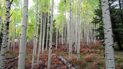 flying-a-drone-in-aspen-trees