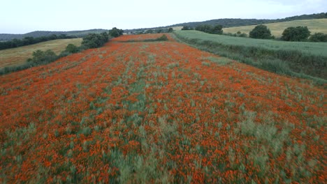 aerial views of a blossom field