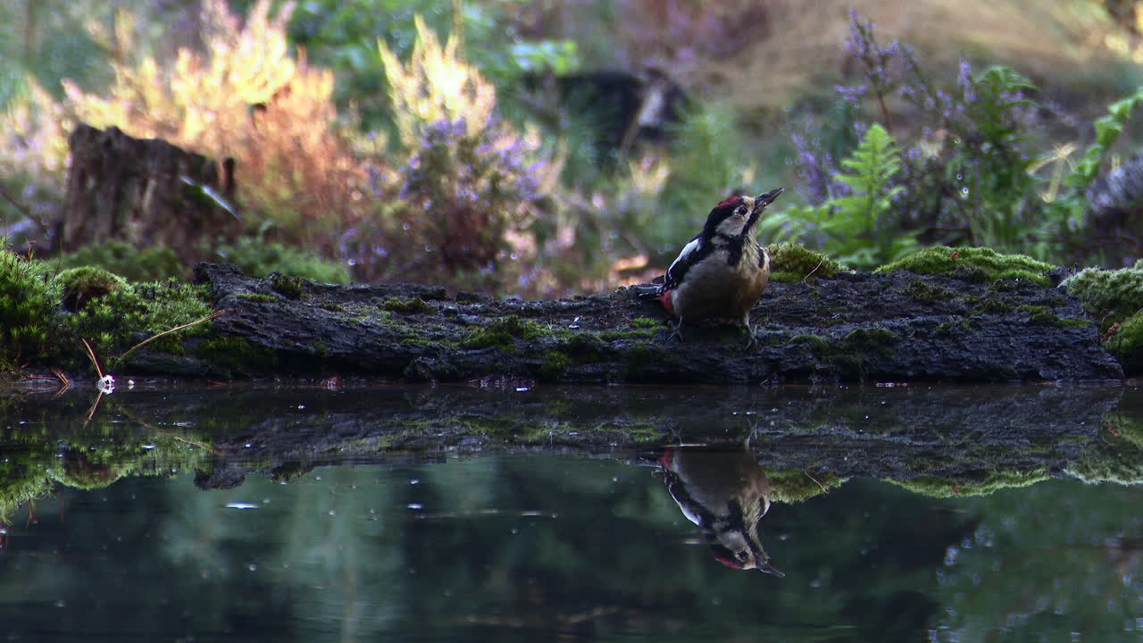 gran pájaro carpintero manchado juvenil bebiendo agua de un pequeño estanque y volando, en ángulo bajo con reflejo