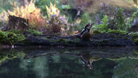 great spotted woodpecker juvenile drinking water from a small pond and flying off, in low angle with reflection