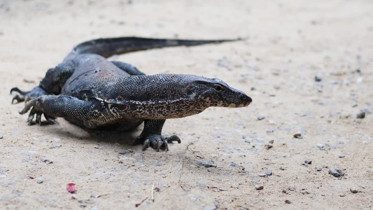 Monitor lizard moving across sandy terrain