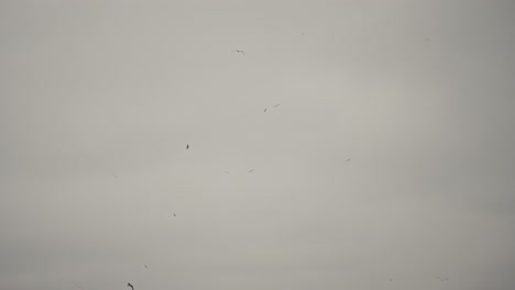 Pájaros-Volando-En-El-Cielo-Azul-Y-Nidos-De-Pájaros