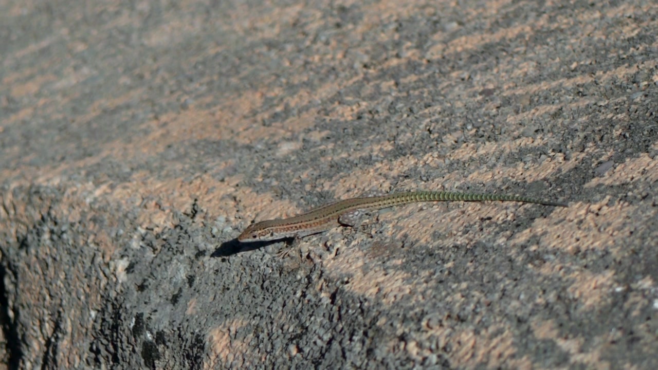 Lizard rests calmly on rough sunlit rock, with long thin tail stretched behind its body. Mottled gray and brown stone texture and soft shadows create warm dry outdoor wildlife setting.