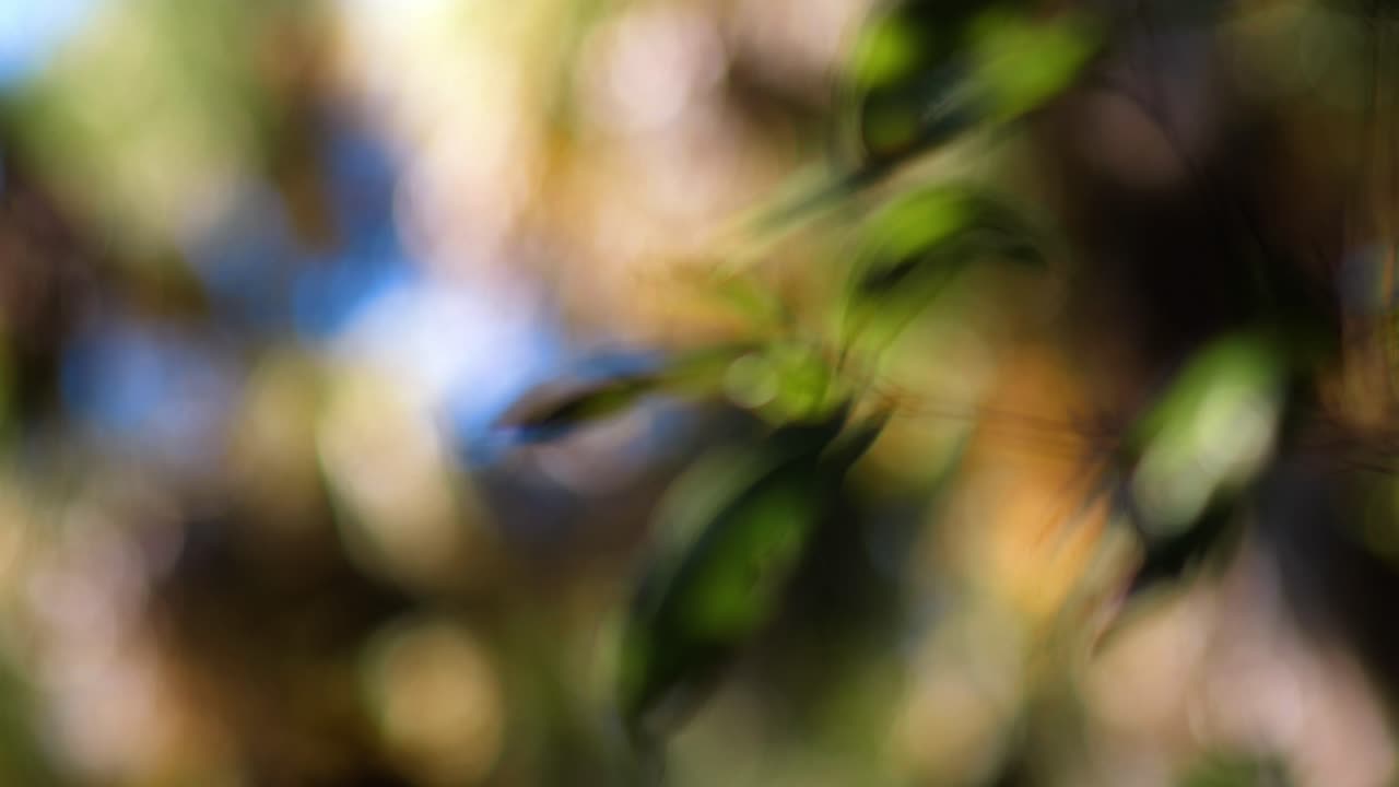 Pulled Focus shot from leaves to palm trees