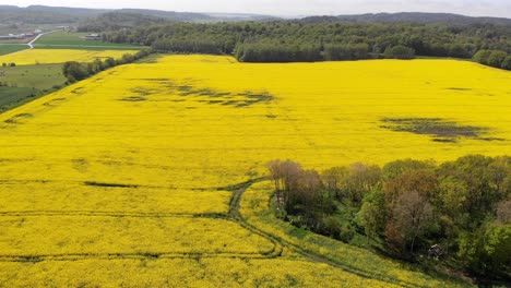 Vista-Aérea-Del-Campo-De-Flores-De-Colza-Amarilla-En-Primavera