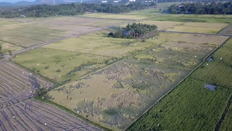 Blick-Aus-Der-Luft-Auf-Reihervögel,-Die-Im-Reisfeld-In-Kubang-Semang,-Penang,-Fliegen.