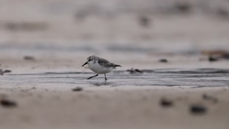 snowy plover on the shore