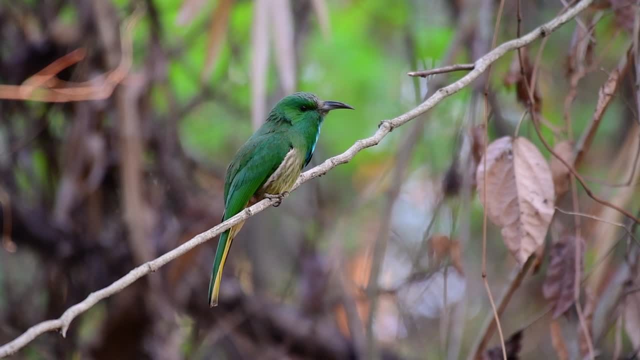 el abejaruco de barba azul se encuentra en la península de malaya, incluida tailandia, en claros de bosques particulares