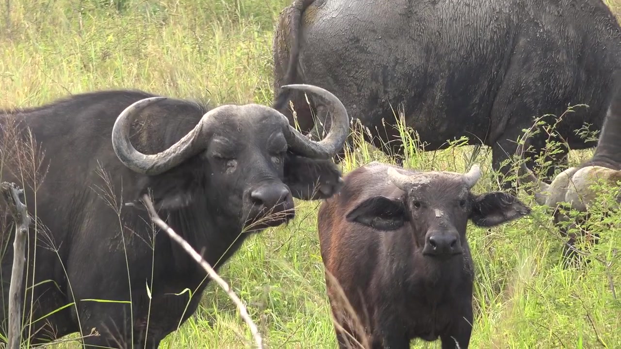 African Buffalo Herd Grazing in the Savanna