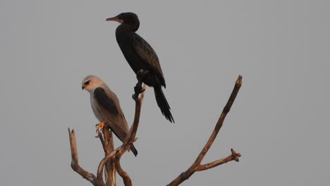 black-winged kite and cormorant in pond area