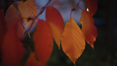 Leaves-of-a-tree-pan-before-blurred-lights-at-night