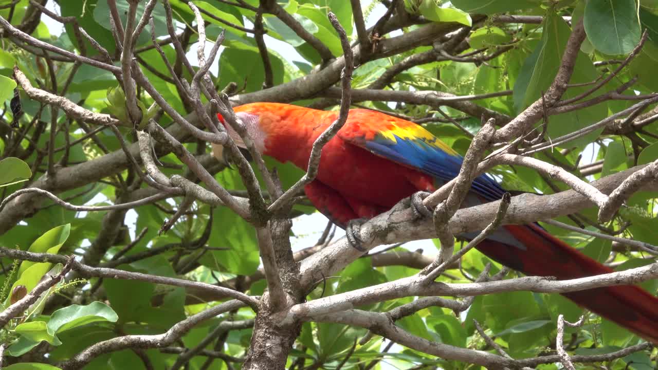 스칼렛 마코는 코스타리카 열대우림의 정글 나무를 걷고 있습니다.