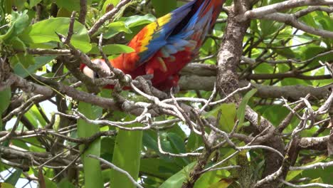 una guacamaya roja camina a través de los árboles de la selva en la selva tropical de costa rica