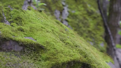 Nahaufnahme-Von-Grünem-Moos-Auf-Einem-Felsen-Auf-Einer-Wanderung-Zu-Den-Perolniyoc-Wasserfällen-In-Urubamba,-Cusco,-Peru