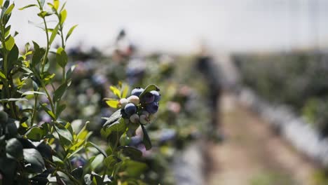 cerca de arándanos orgánicos con trabajadores ocupados cosechando en sudáfrica