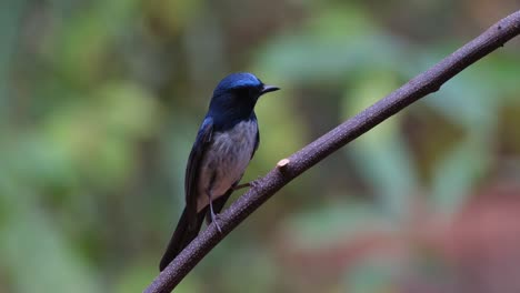 Drehte-Seinen-Kopf-Zur-Kamera,-Während-Er-Auf-Einer-Diagonalen-Ranke-Saß,-Hainan-Blauschnäpper-Cyornis-Hainanus,-Thailand