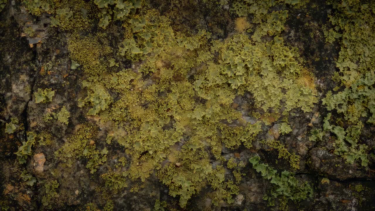 Telecamera in movimento che rivela un lichene foglioso giallo-verde centrale su una roccia ombreggiata, esponendo chiazze increspate