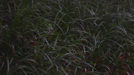 Beautiful-green-grass-are-hit-by-rain-drops-on-a-rainy-day