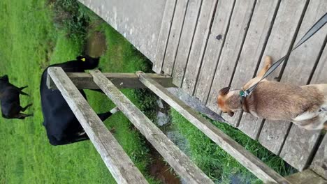 vertical adventurous puppy walking across wooden bridge to watch curious cows grazing near rural meadow stream