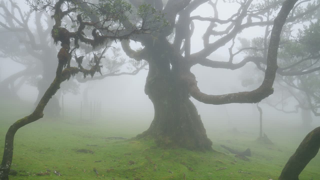 포르투갈 마데라 의 파날 마법 의 안개 숲