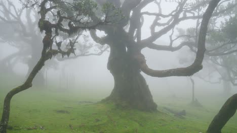 fanal magical misty forest in madeira, portugal