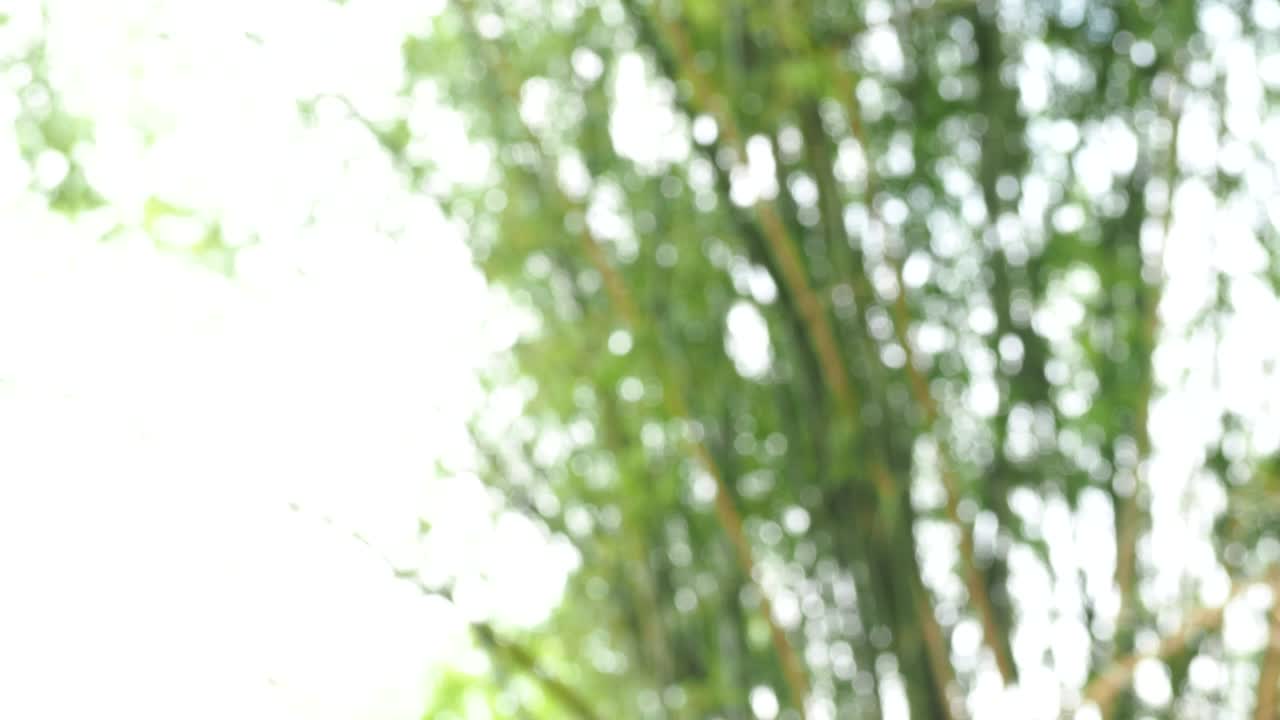 빛으로 흐릿한 대나무