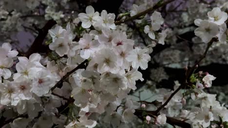 closeup shot sakura cherry blossom tree flowers at windy night dark background