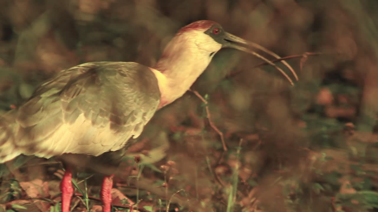 los ibis de garganta blanca caminan por el suelo en busca de insectos para comer
