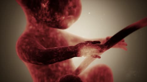 Animación-Médica-3d-De-Un-Feto-Humano,-Gráficos-En-Movimiento-Que-Presentan-El-Momento-Del-Desarrollo-Prenatal-Humano-De-La-Descendencia-No-Nacida,-Concepto-Prenatal