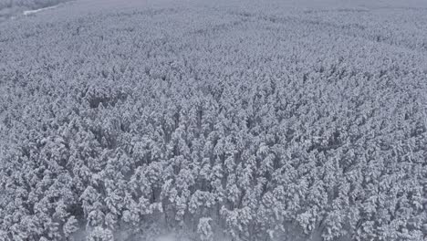 Antenne,-Die-Im-Winter-In-Den-Schneebedeckten-Wald-Absteigt