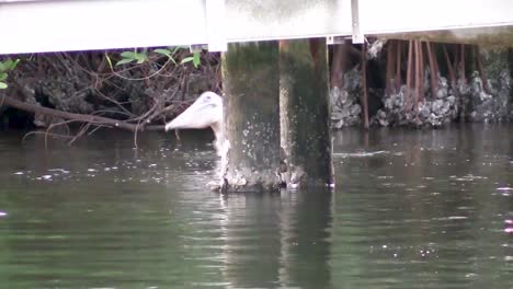 pelican swimming near dock pilings in water