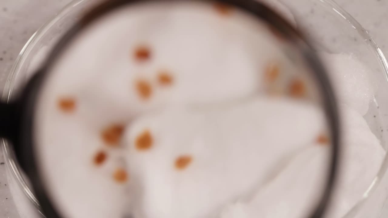 Detailed view of seeds scattered on cotton, magnified for closer inspection, highlighting texture and arrangement.