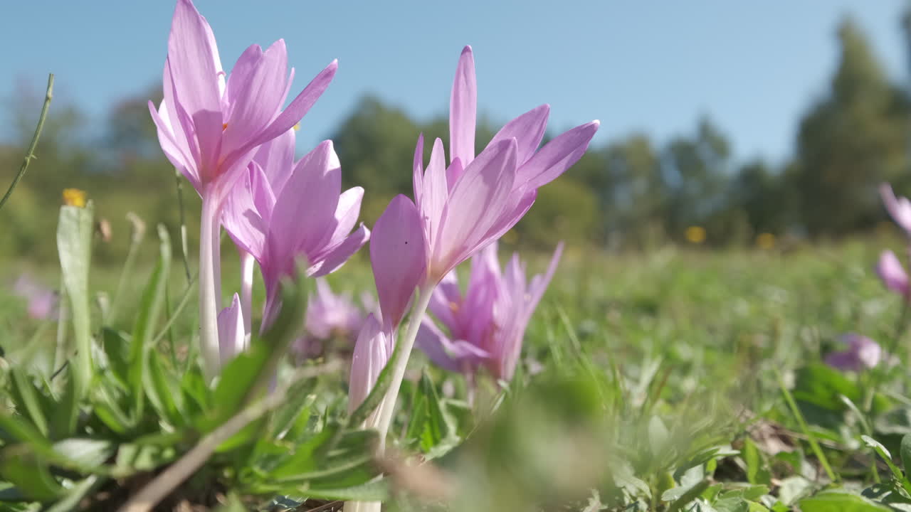 사프란 꽃 보라색 향신료 꽃잎